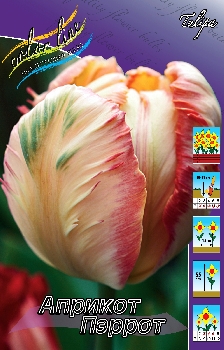 Tulipa Apricot Parrot